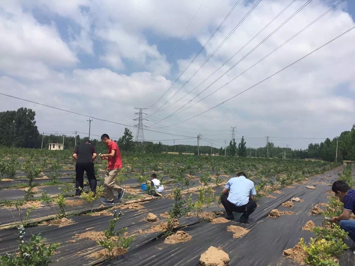 防草布/除草布